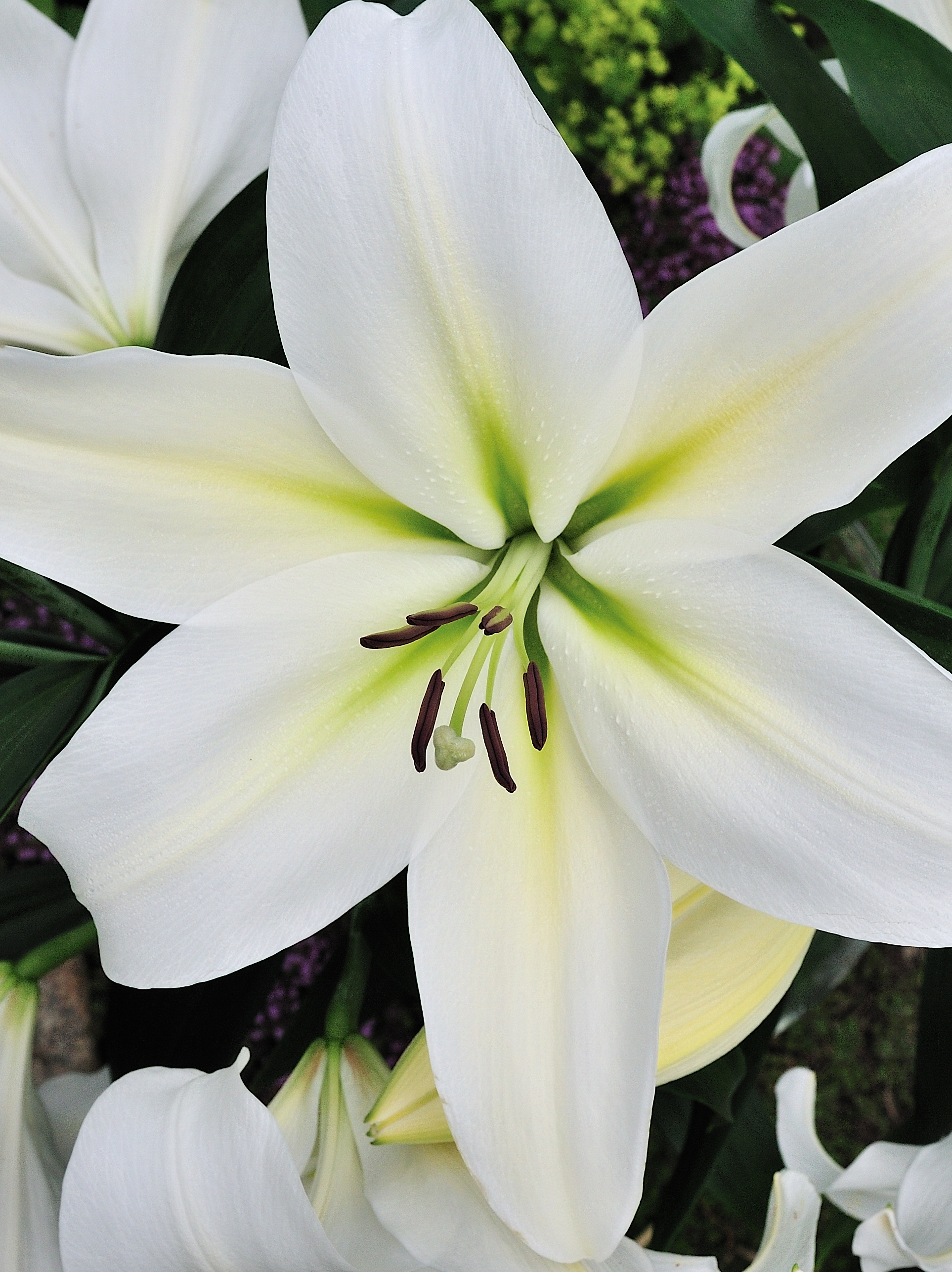 Buy Lily Bulbs | Gizmo Longiflorum Oriental Lily | Gold Medal winning Harts  Nursery